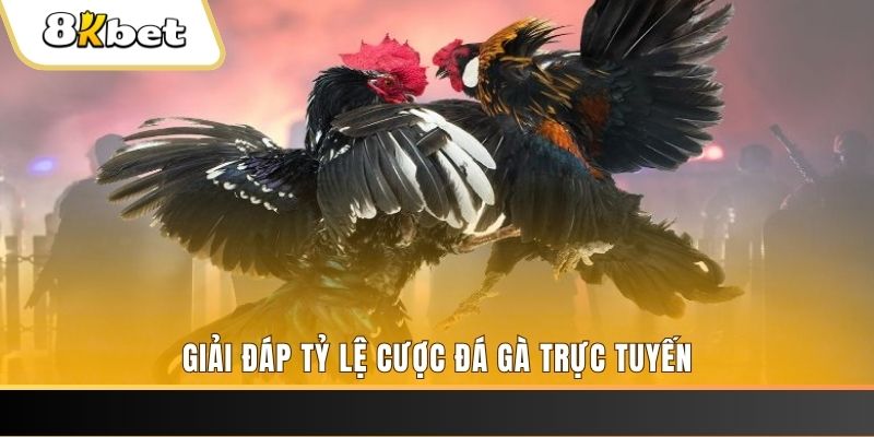 kubet 19 xổ số ba đài