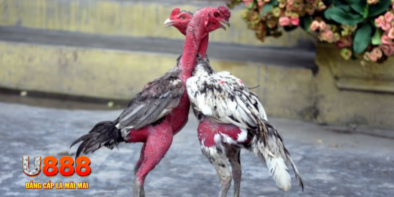 bắn cá đổi thưởng
