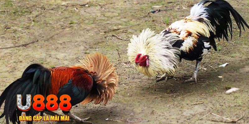 kubet 19 game nổ hũ là gì